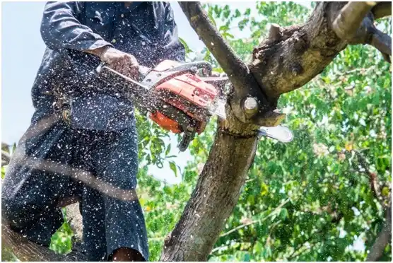tree services McSherrystown